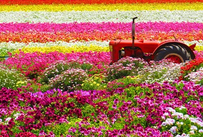 The Flower Fields