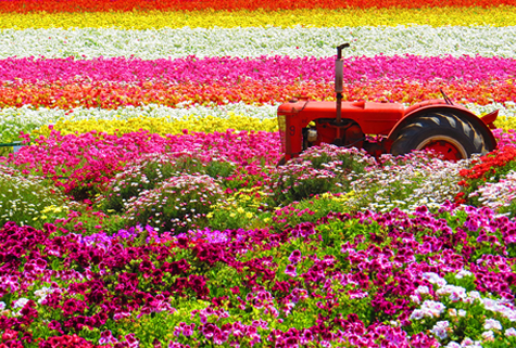The Flower Fields